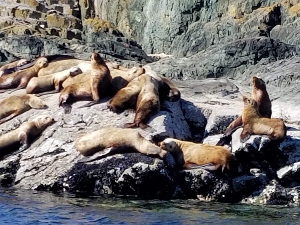 Close up of sea lions