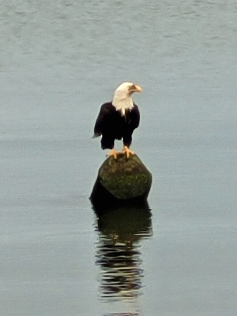 Bald Eagle perched on log in the water