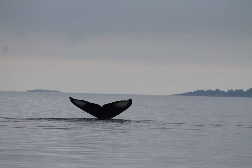 Whale tail